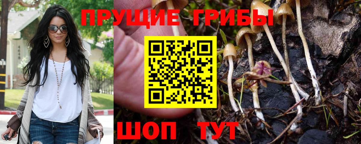 Галлюциногенные грибы GOLDEN TEACHER  Галлюциногенные грибы Psilocybe  купить  цена  Ачинск  Вход с VPN 